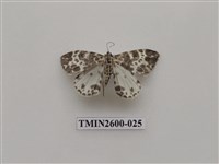 藏品(尺蛾114)的圖片